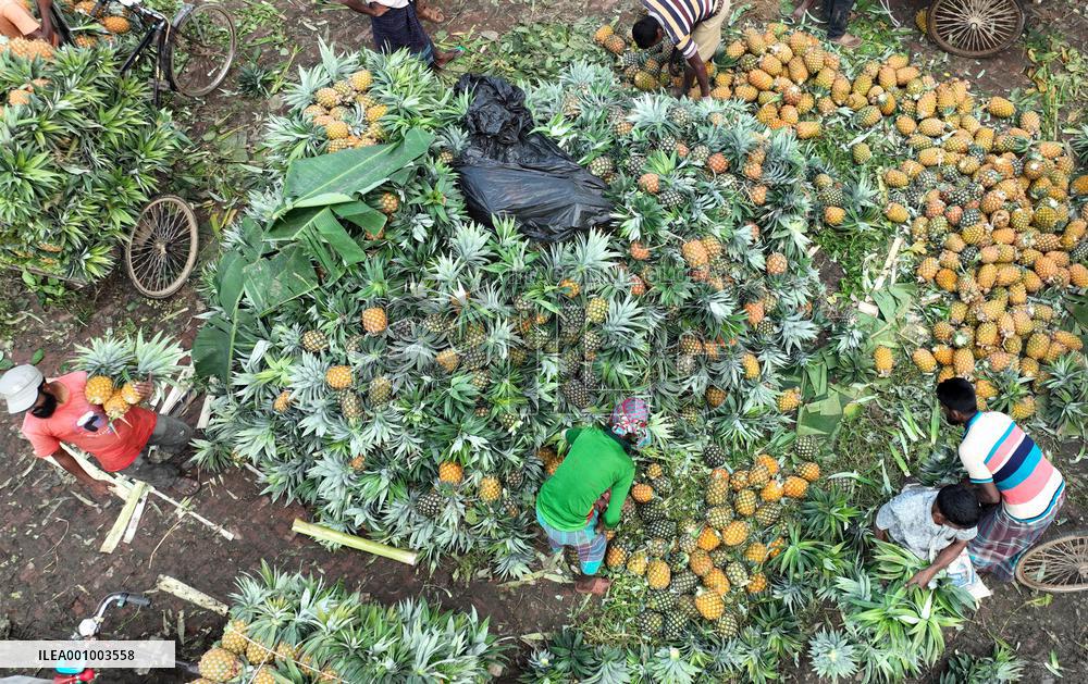 BANGLADESH-TANGAIL-PINEAPPLES-HARVEST
