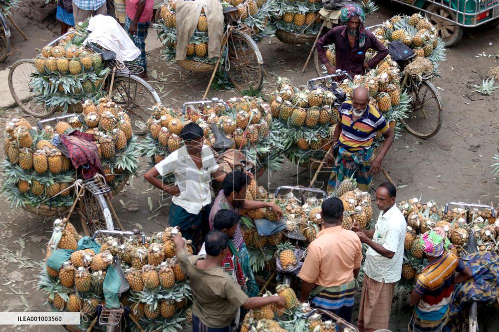 BANGLADESH-TANGAIL-PINEAPPLES-HARVEST