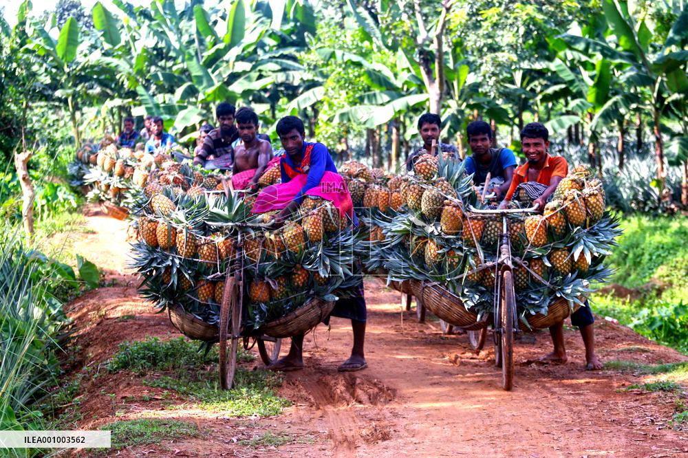 BANGLADESH-TANGAIL-PINEAPPLES-HARVEST