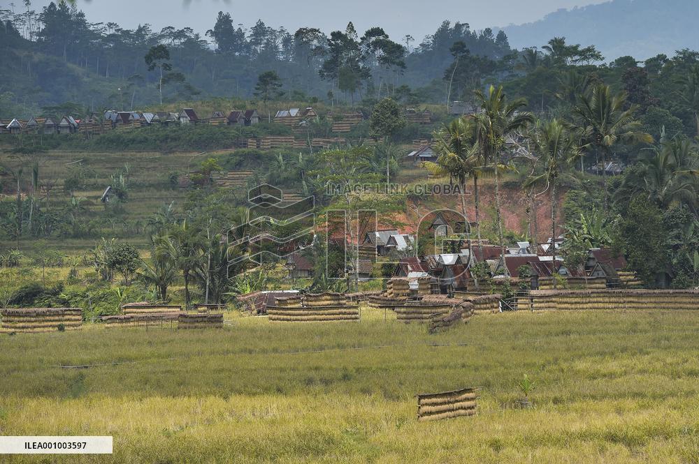 INDONESIA-BANTEN-RICE HARVEST