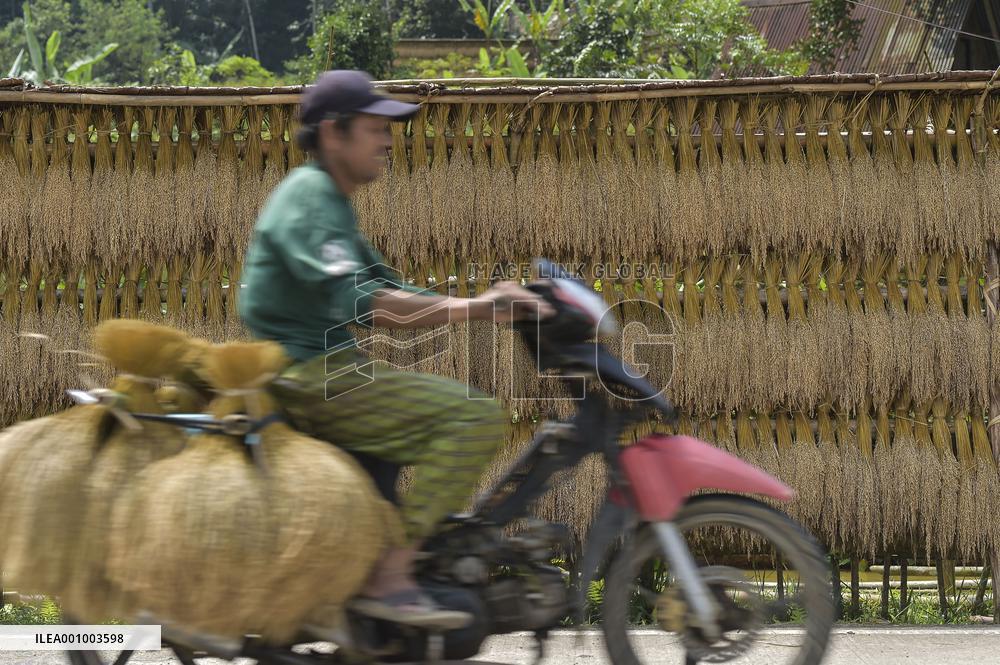 INDONESIA-BANTEN-RICE HARVEST