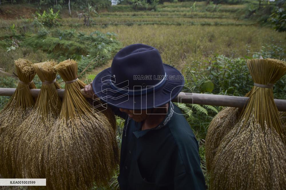 INDONESIA-BANTEN-RICE HARVEST