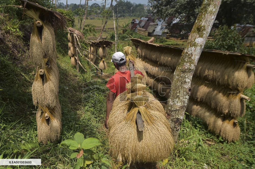 INDONESIA-BANTEN-RICE HARVEST