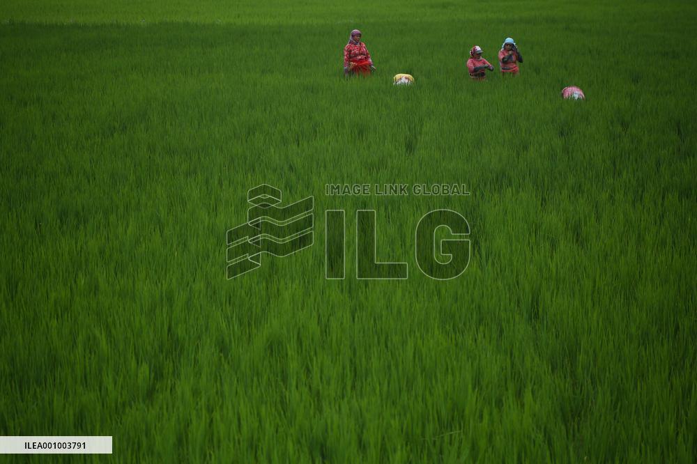 Nepali Farmers on field