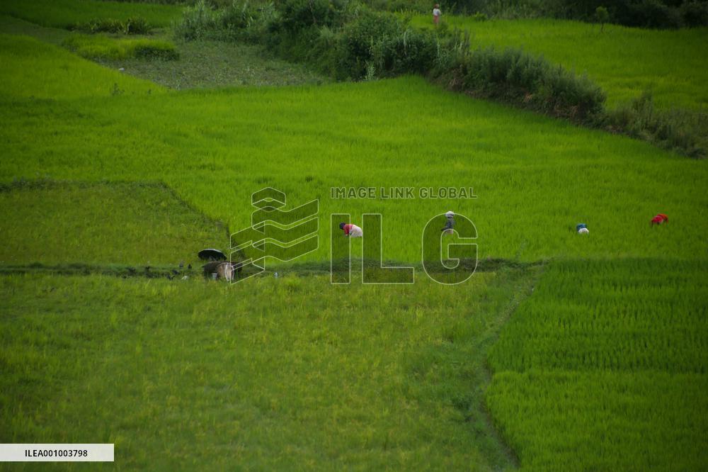 Nepali Farmers on field