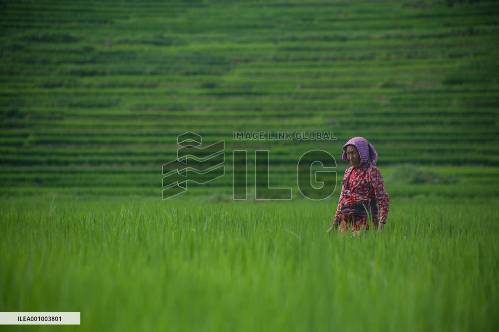 Nepali Farmers on field