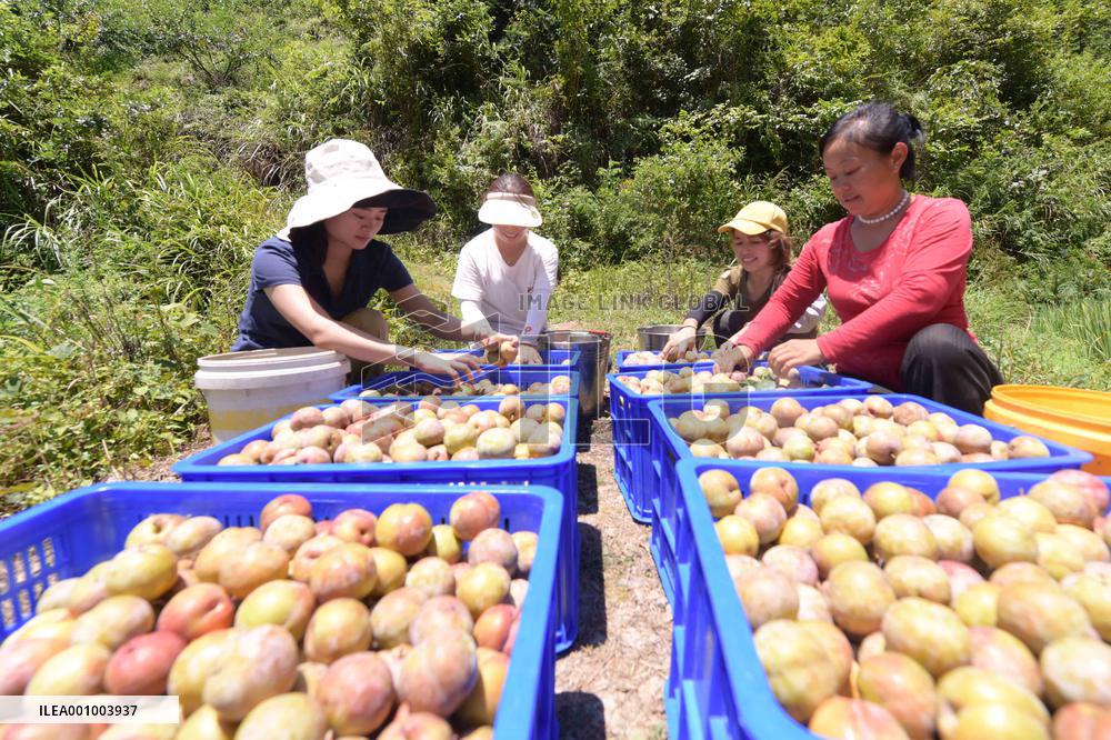 #CHINA-GUIZHOU-QIANDONGNAN-FRUITS HARVEST (CN)