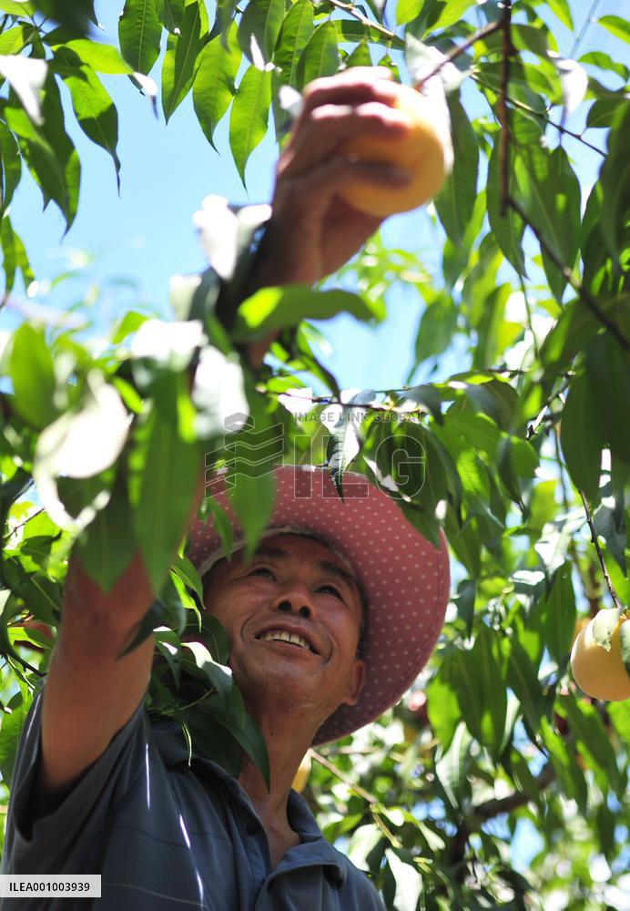 #CHINA-GUIZHOU-QIANDONGNAN-FRUITS HARVEST (CN)