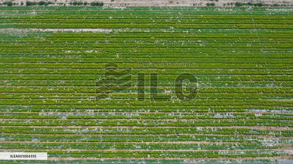 Villagers in NW China busy harvesting traditional Chinese medicinal herbs