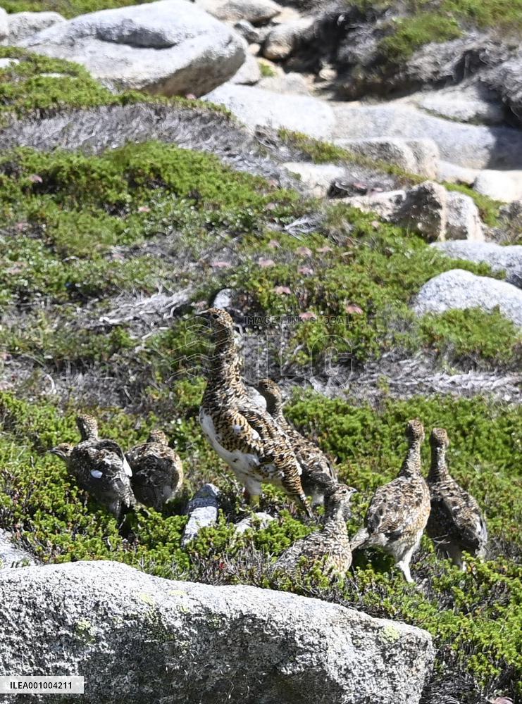 Return of endangered ptarmigans to wild in Japan
