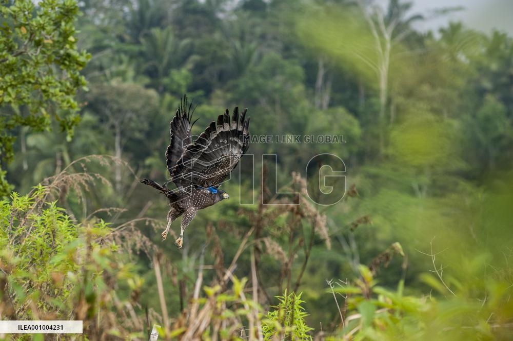 INDONESIA-YOGYAKARTA-NATURE-CRESTED SERPENT EAGLE-RELEASE