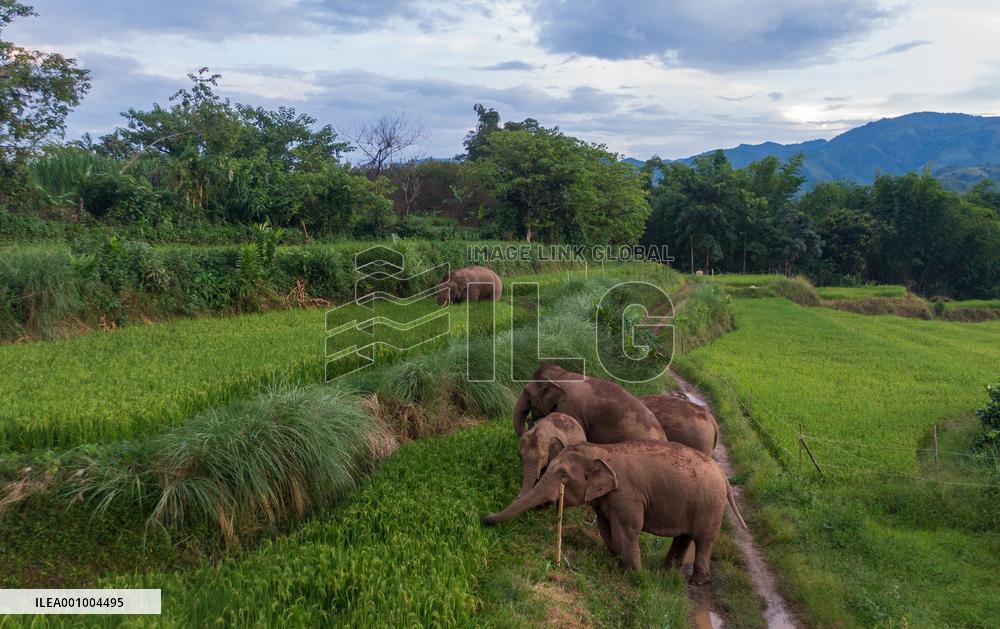 Xinhua Headlines: Asian Elephants embrace baby boom in China amid enhanced conservation efforts