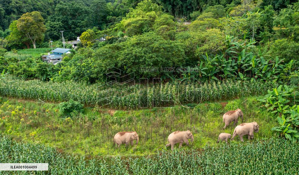 Xinhua Headlines: Asian Elephants embrace baby boom in China amid enhanced conservation efforts