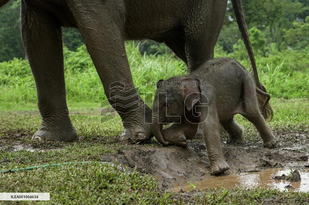 INDONESIA-LAMPUNG-BABY SUMATRAN ELEPHANT