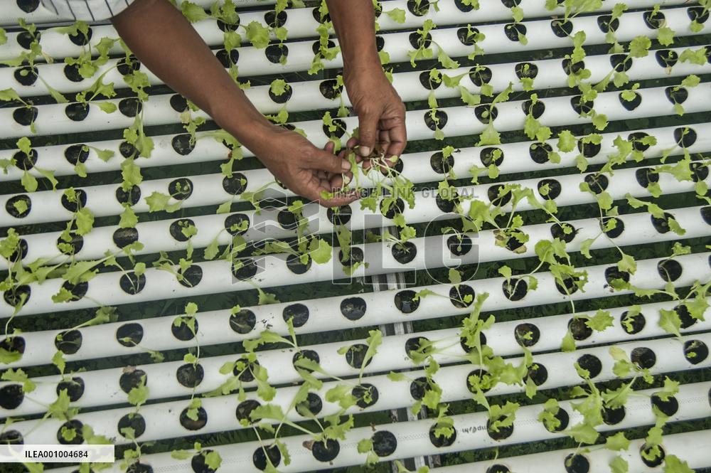 INDONESIA-YOGYAKARTA-HYDROPONIC FARM