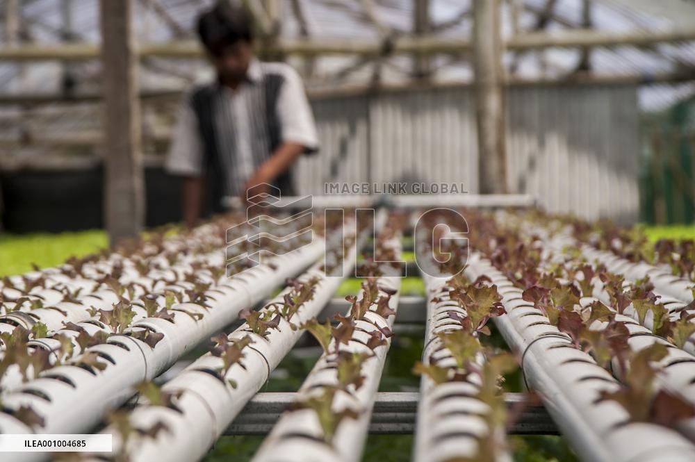 INDONESIA-YOGYAKARTA-HYDROPONIC FARM