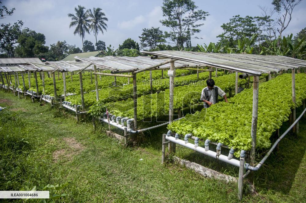 INDONESIA-YOGYAKARTA-HYDROPONIC FARM