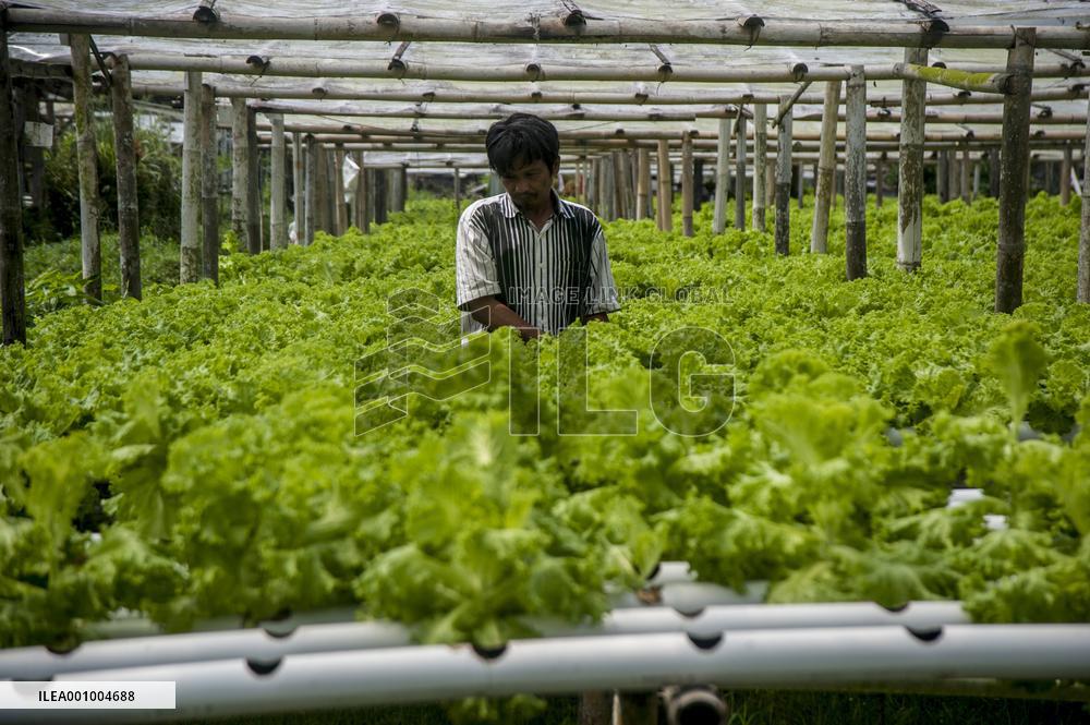 INDONESIA-YOGYAKARTA-HYDROPONIC FARM