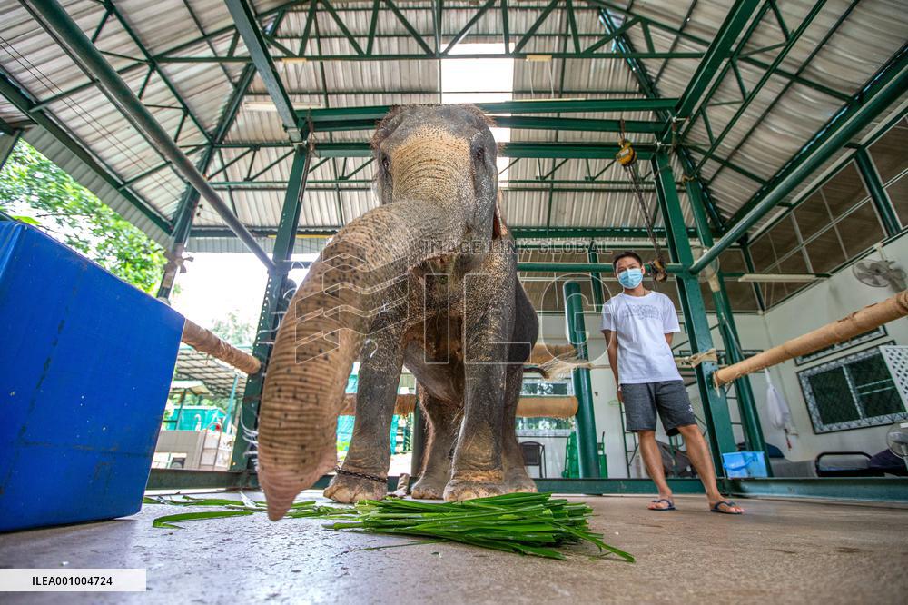 THAILAND-LAMPANG-ELEPHANT HOSPITAL