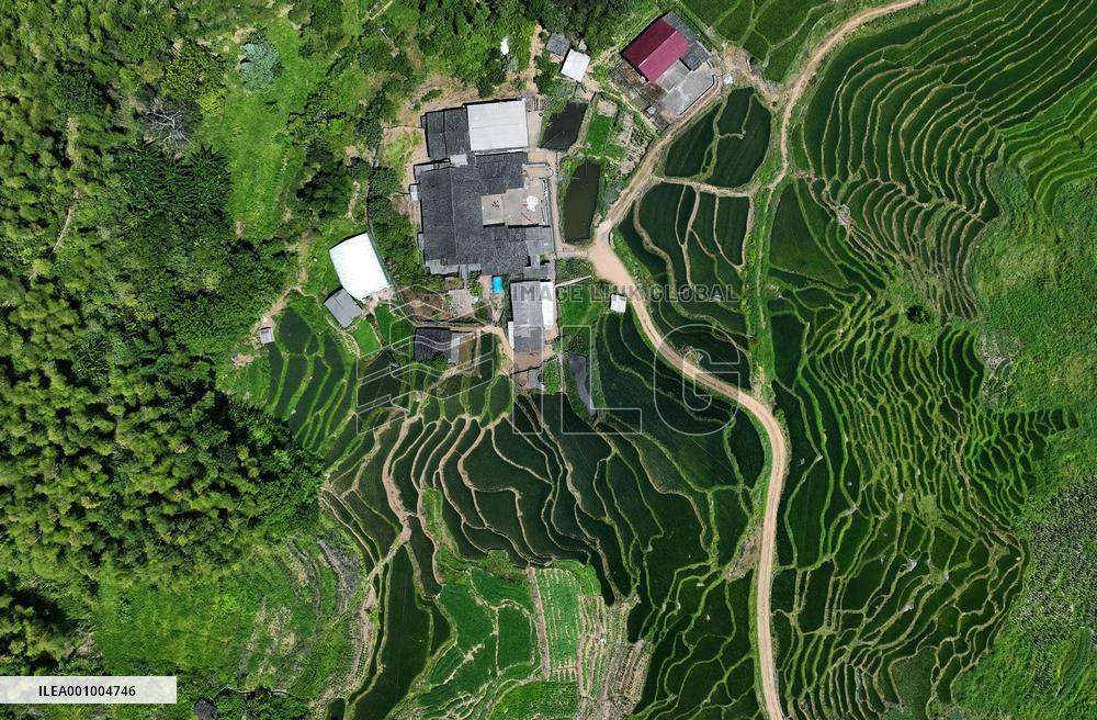 CHINA-FUJIAN-YOUXI-TERRACED FIELDS (CN)