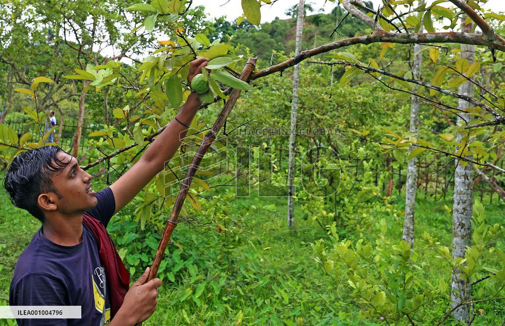 BANGLADESH-CHATTOGRAM-GUAVA-HARVEST