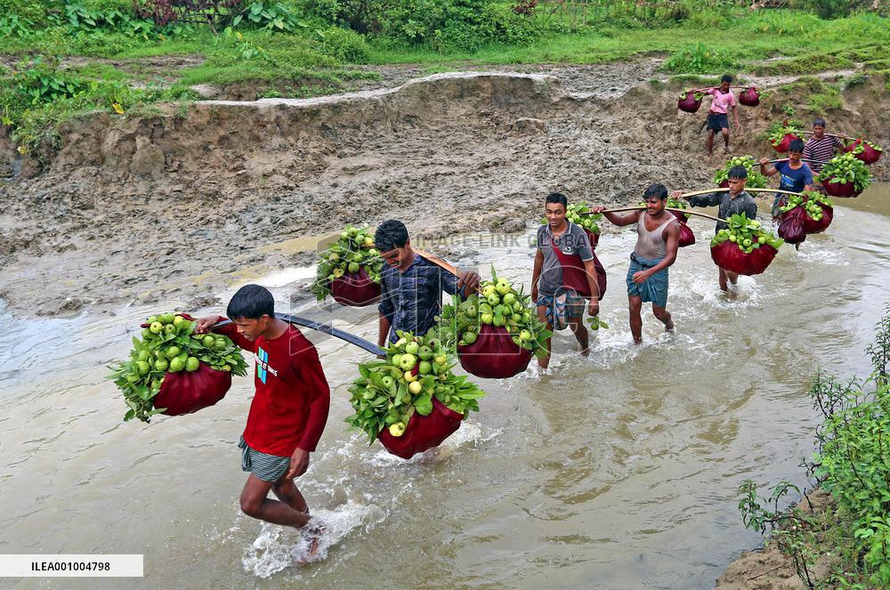 BANGLADESH-CHATTOGRAM-GUAVA-HARVEST