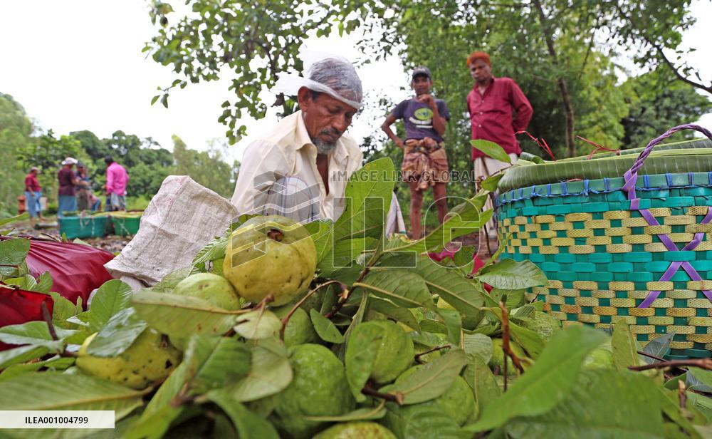 BANGLADESH-CHATTOGRAM-GUAVA-HARVEST