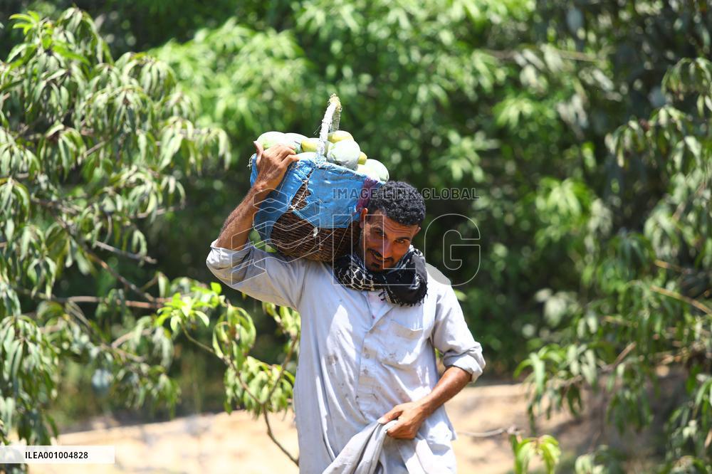 EGYPT-SHARQIYA-MANGO-HARVEST