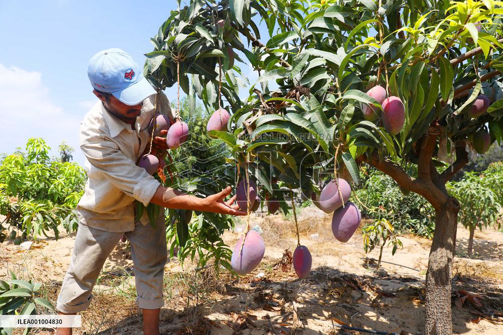 EGYPT-SHARQIYA-MANGO-HARVEST