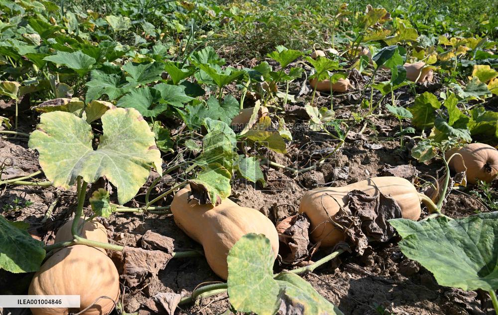 ITALY-LOMBARDY-MANTOVA-DROUGHT