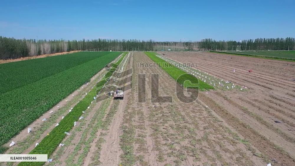 Farmers in China's Xinjiang embrace peanut harvest season