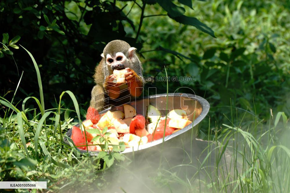 CHINA-SHANGHAI-NATURE-ANIMALS COOLING OFF (CN)