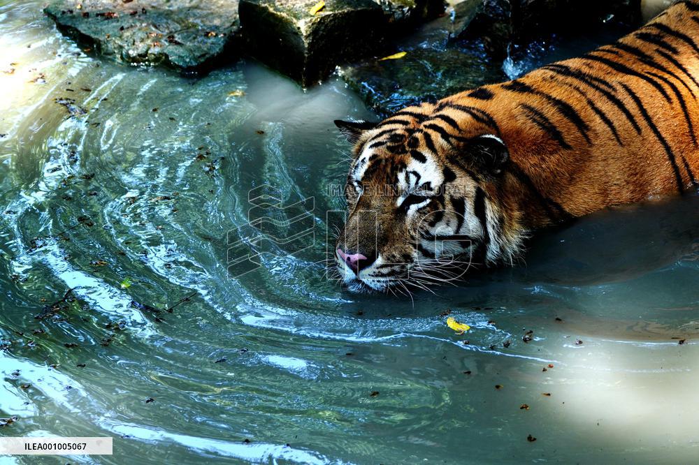 CHINA-SHANGHAI-NATURE-ANIMALS COOLING OFF (CN)