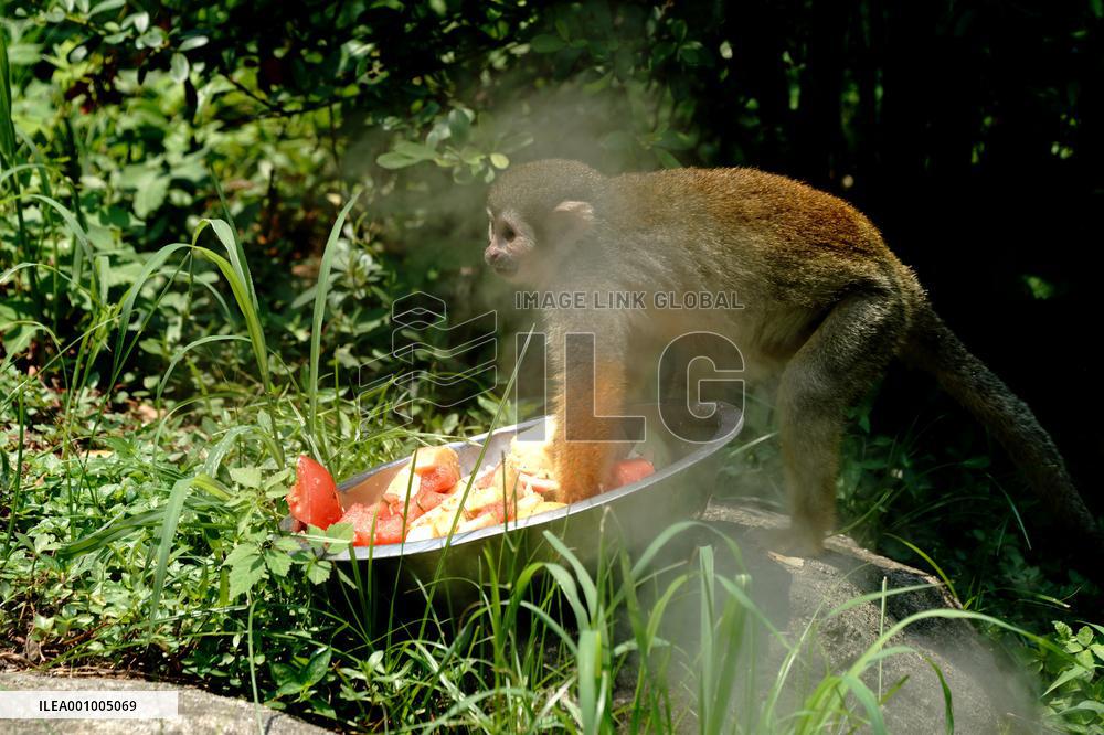 CHINA-SHANGHAI-NATURE-ANIMALS COOLING OFF (CN)