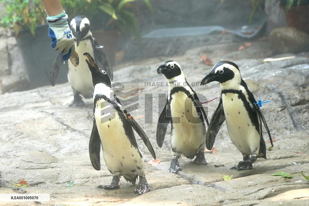 CHINA-SHANGHAI-NATURE-ANIMALS COOLING OFF (CN)