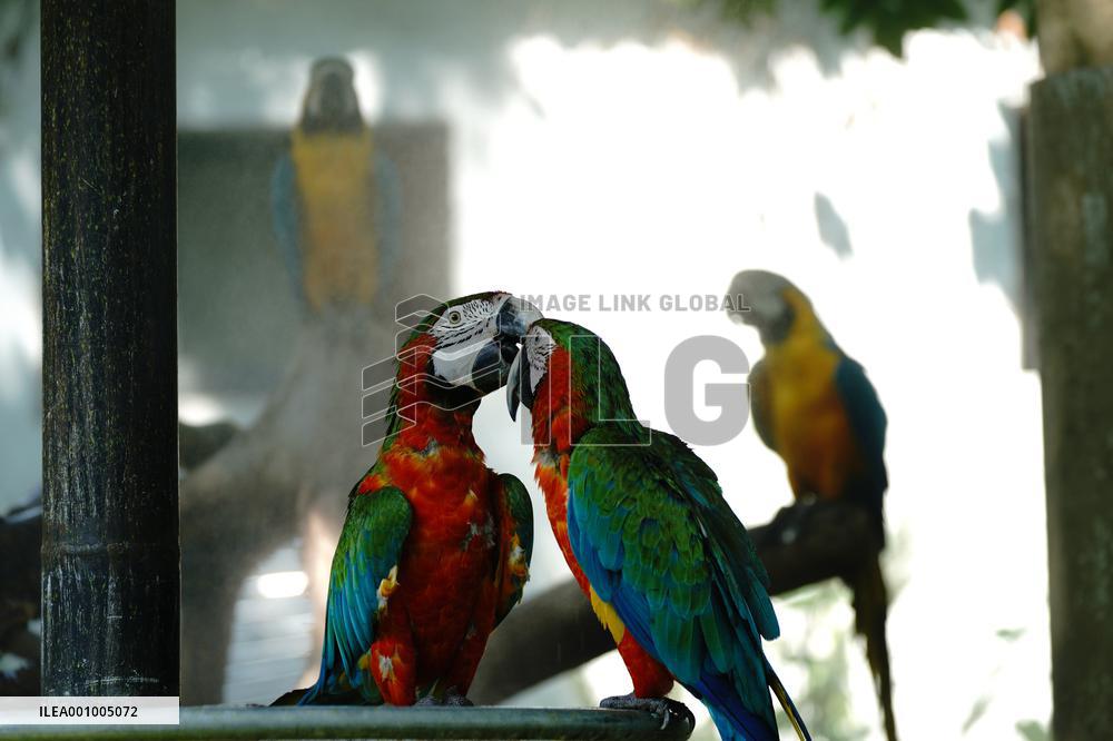 CHINA-SHANGHAI-NATURE-ANIMALS COOLING OFF (CN)