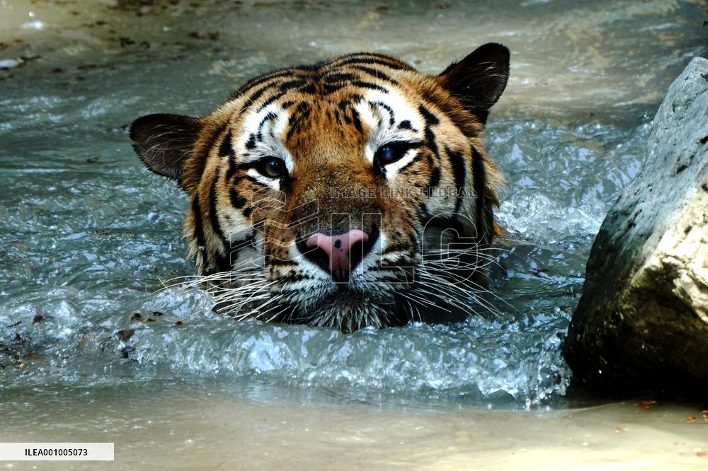 CHINA-SHANGHAI-NATURE-ANIMALS COOLING OFF (CN)