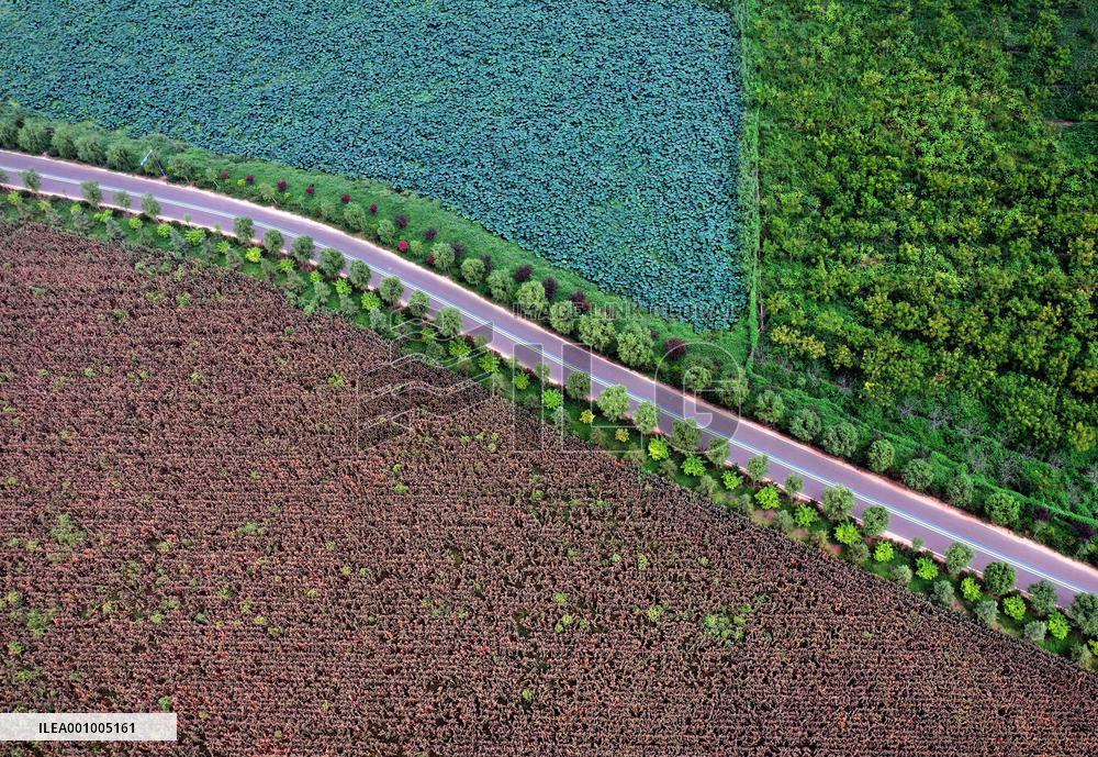 CHINA-HENAN-YELLOW RIVER-ECOLOGICAL CORRIDOR (CN)