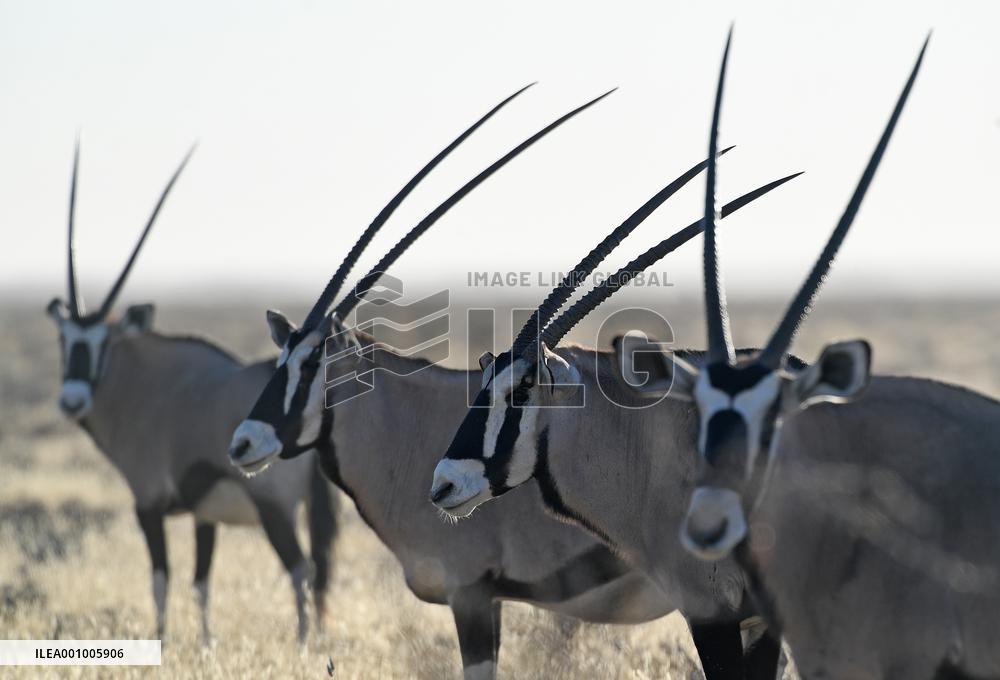 NAMIBIA-ETOSHA NATIONAL PARK-ANIMALS