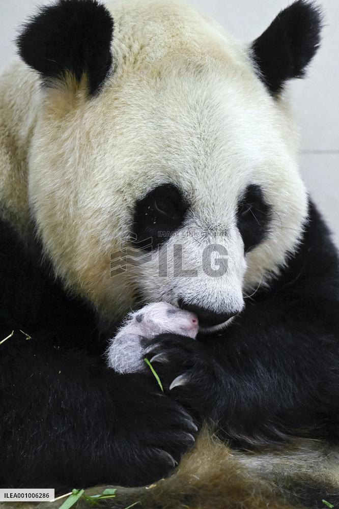 CHINA-SICHUAN-WOLONG-GIANT PANDA CUB (CN)