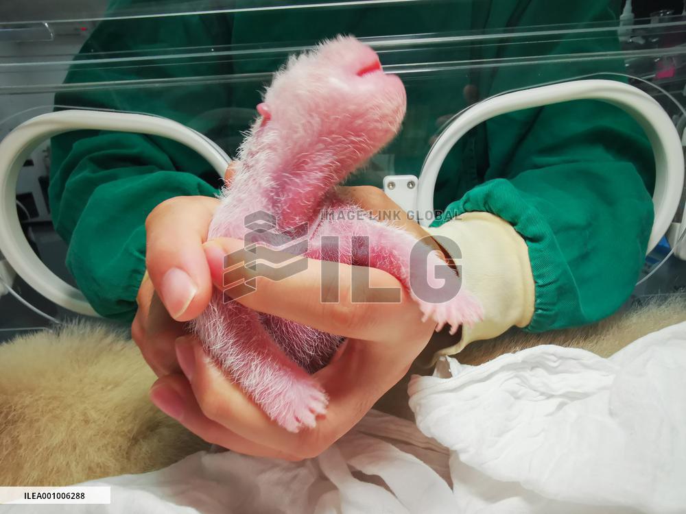 CHINA-SICHUAN-WOLONG-GIANT PANDA CUB (CN)