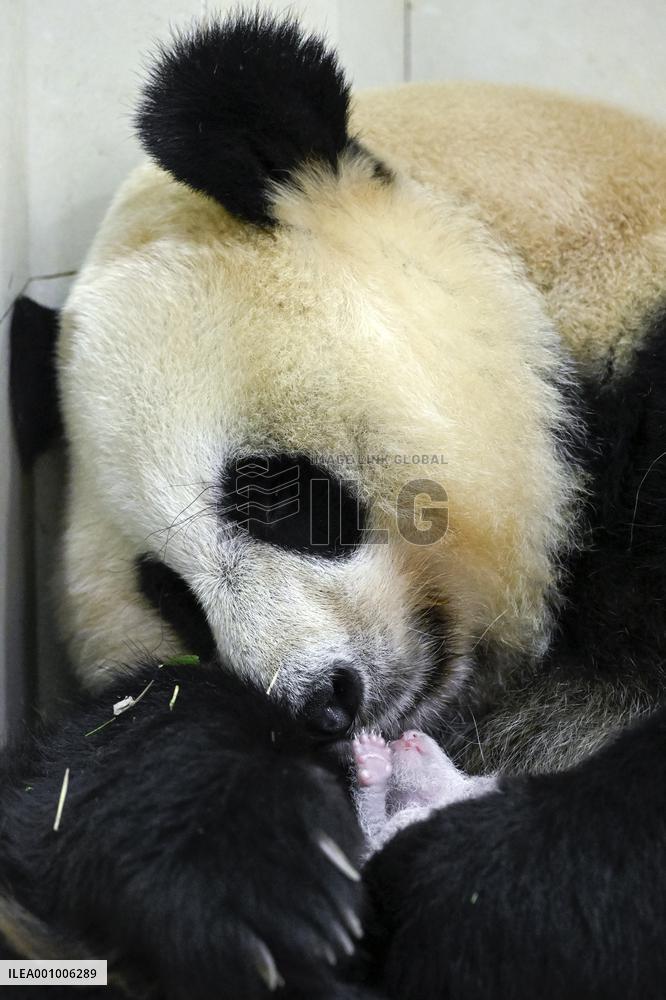 CHINA-SICHUAN-WOLONG-GIANT PANDA CUB (CN)