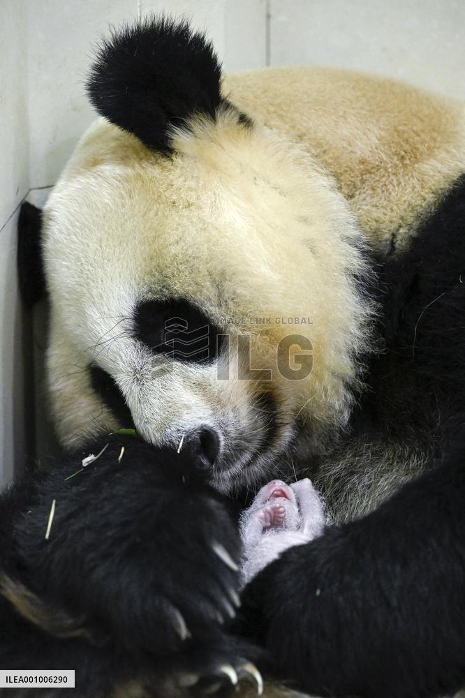CHINA-SICHUAN-WOLONG-GIANT PANDA CUB (CN)