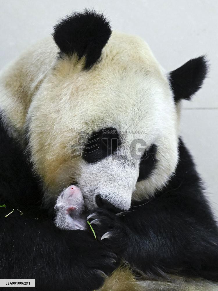 CHINA-SICHUAN-WOLONG-GIANT PANDA CUB (CN)