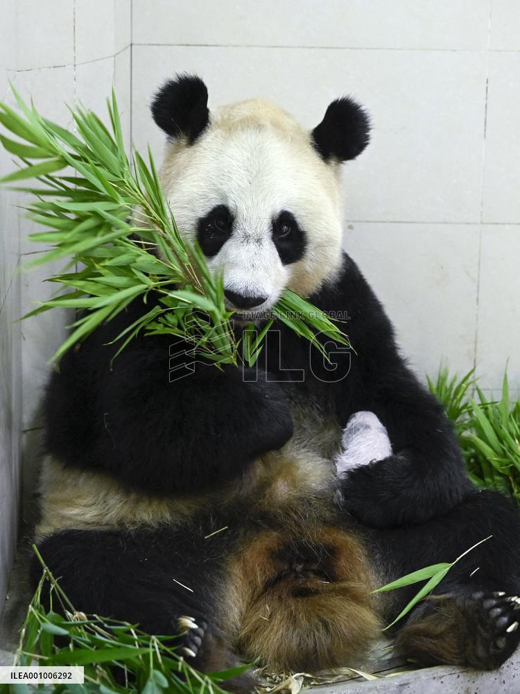 CHINA-SICHUAN-WOLONG-GIANT PANDA CUB (CN)