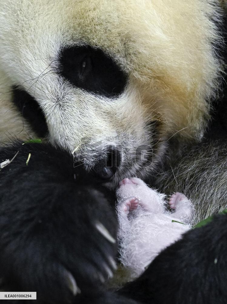 CHINA-SICHUAN-WOLONG-GIANT PANDA CUB (CN)