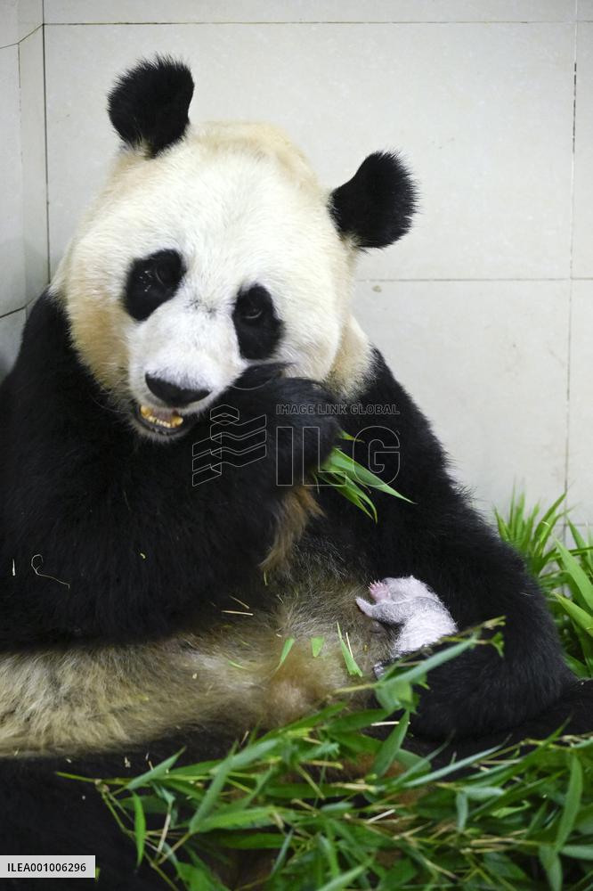 CHINA-SICHUAN-WOLONG-GIANT PANDA CUB (CN)