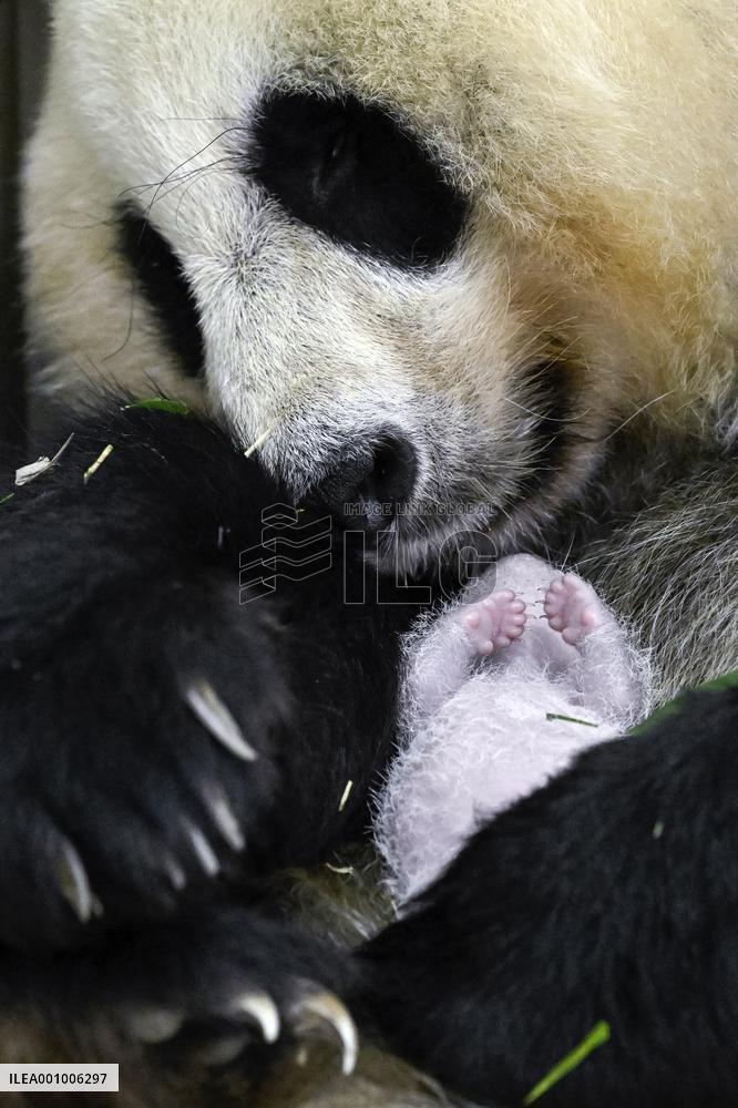 CHINA-SICHUAN-WOLONG-GIANT PANDA CUB (CN)