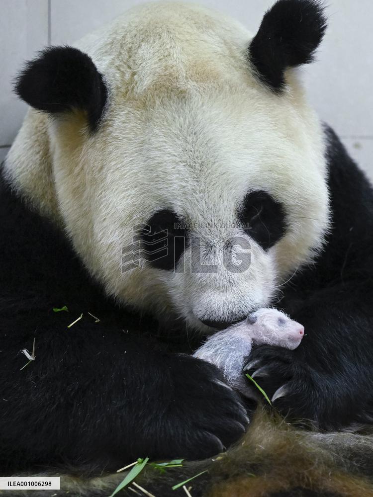 CHINA-SICHUAN-WOLONG-GIANT PANDA CUB (CN)