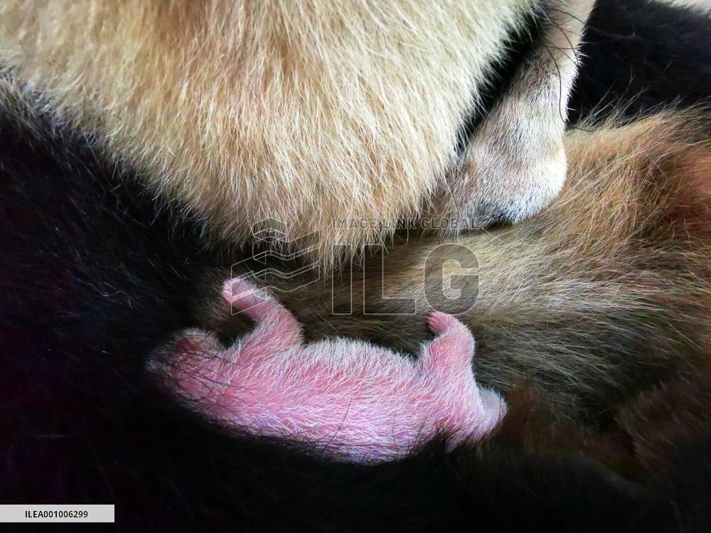 CHINA-SICHUAN-WOLONG-GIANT PANDA CUB (CN)